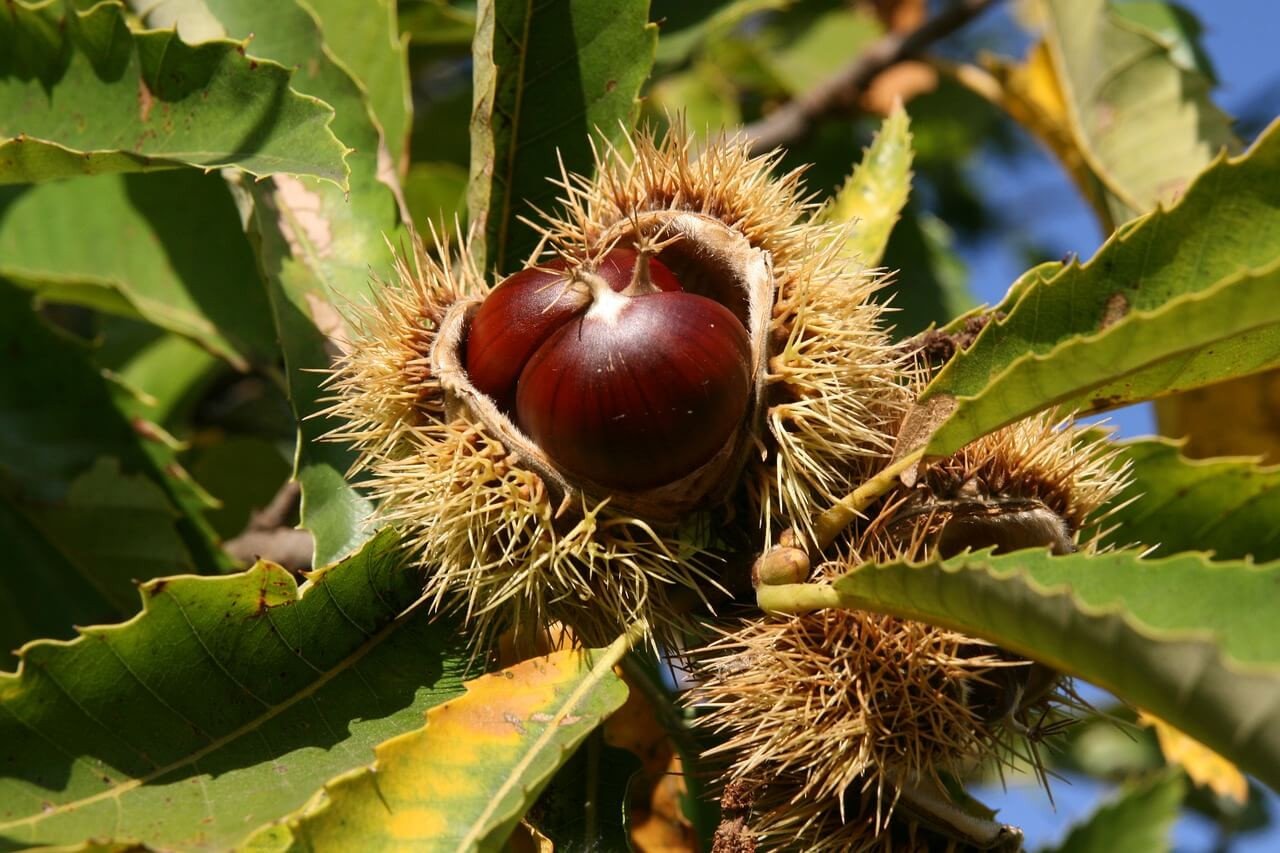 Castañas - Chestnuts