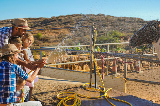 Photo of a happy family spraying a horse with water