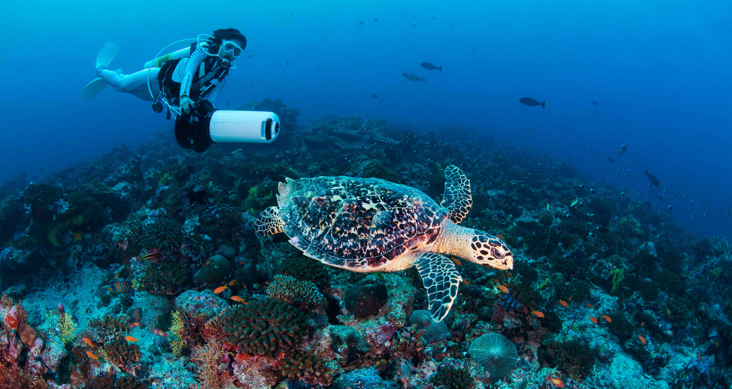 A view of a scuba diver following a turtle as it swims over corals inhabited by lots of smaller, orange fish.