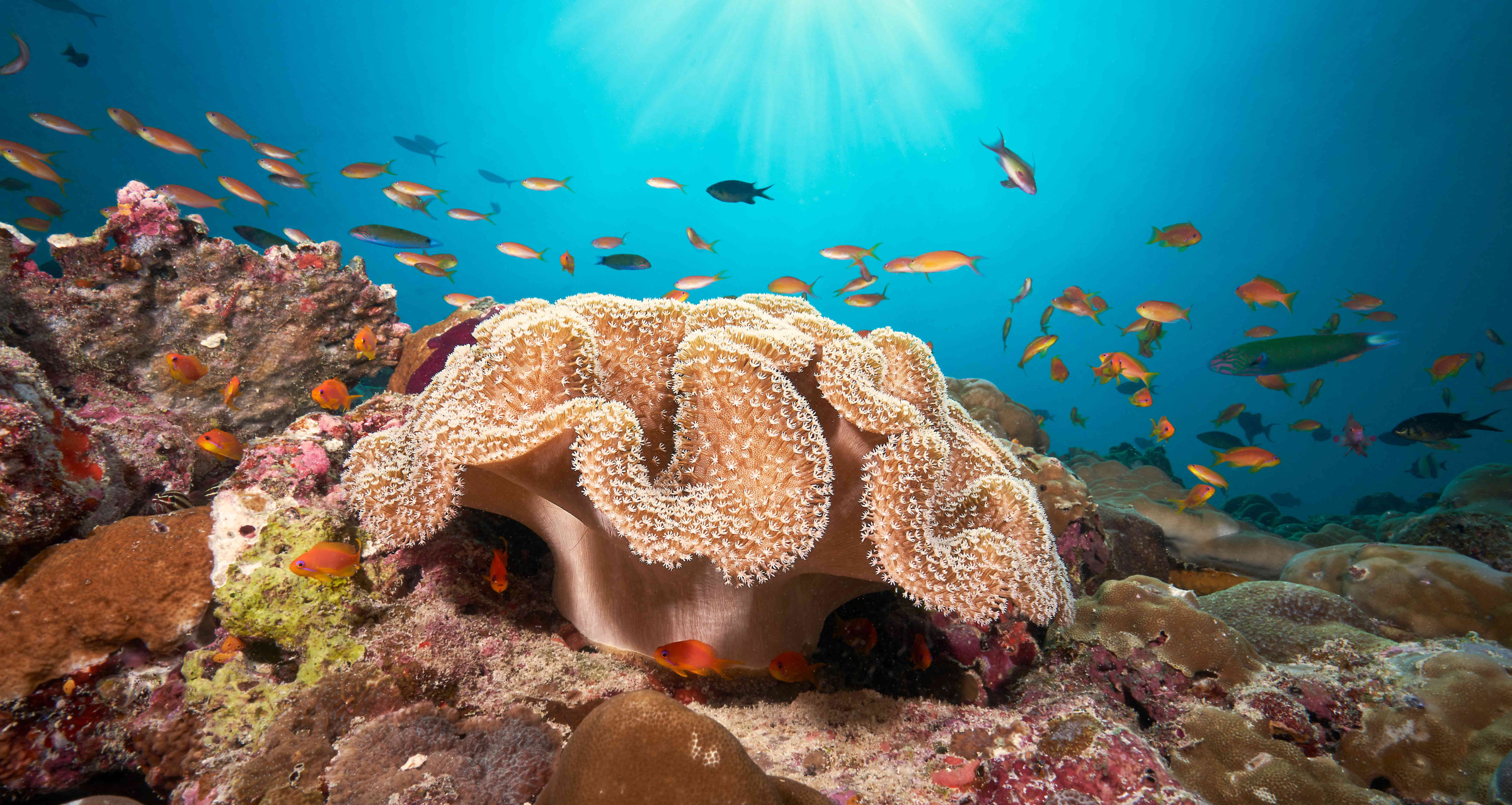 A view of the house reef at Cora Cora Maldives, with intricate reefs swarming with colourful fish of all kinds.