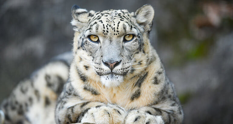 A snow leopard looking forward with bright yellow eyes