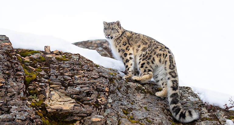 A snow leopard walking along a rocky cliff covered by snow in India