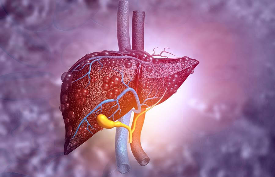 The Liver: Your Body’s Amazing Filtering System