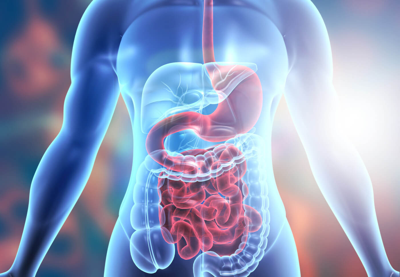 Improper Digestion Linked To Reduced Immune Function