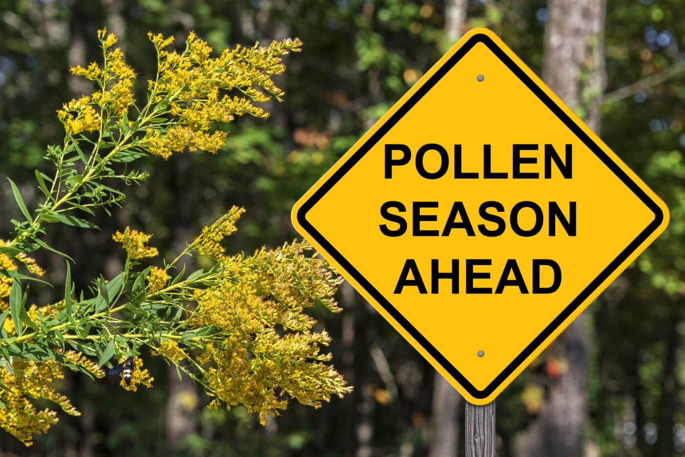 Dealing with Seasonal Allergies?