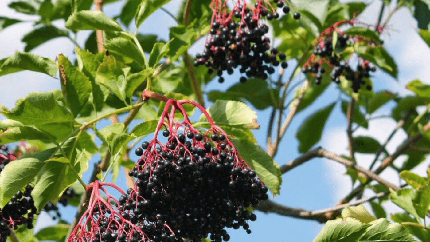 Why Everyone’s Talking About Elderberry