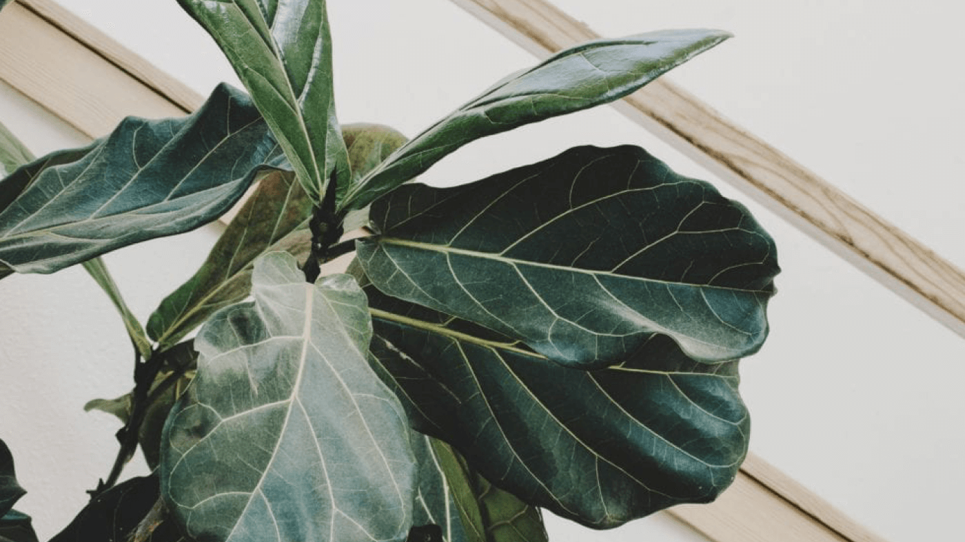 How to Give Proper Plant Care to your Green Family