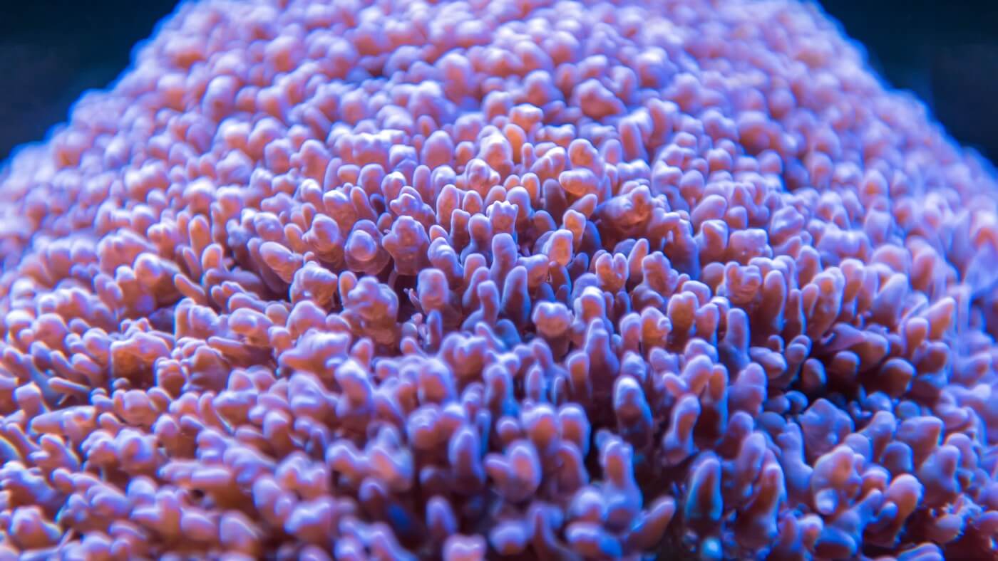 What Your Aquarium Corals are Craving