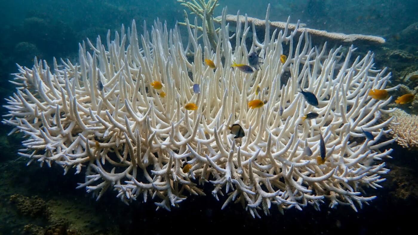 Coral Health and Bleaching Recovery