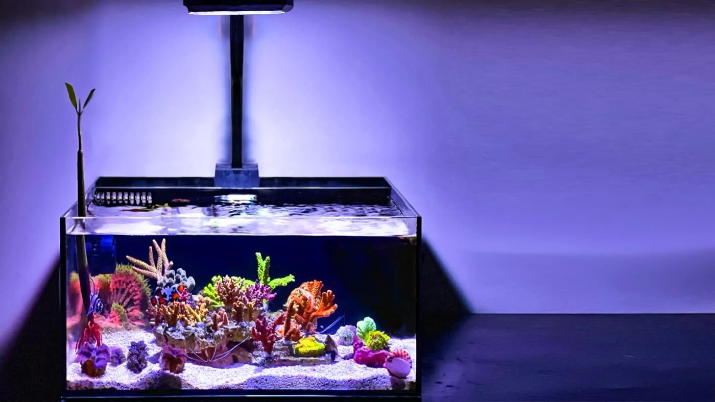 The Ultimate Guide to Nano and Pico Reef Tanks