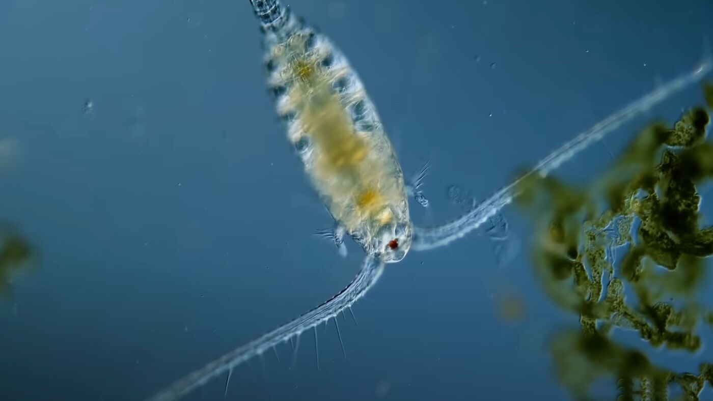 Why Live Copepods Benefit Your Reef Tank