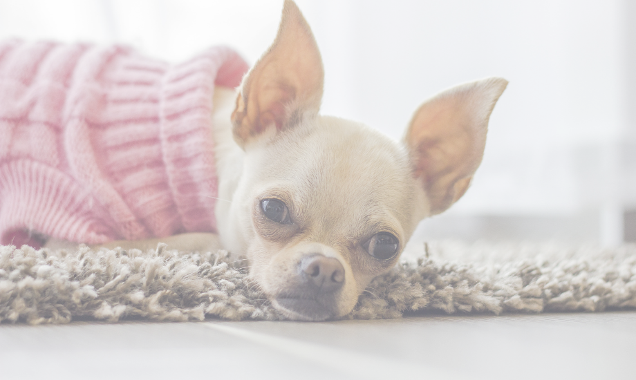 Chihuahua Dental health: Tips for Healthy Teeth