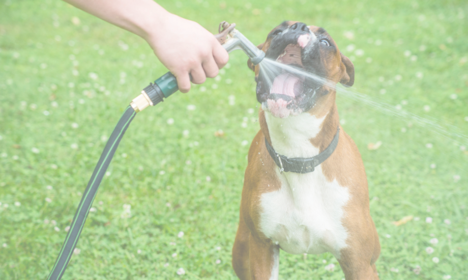 Dog Hydration Tips Keeping Your Pet Healthy and Hydrated