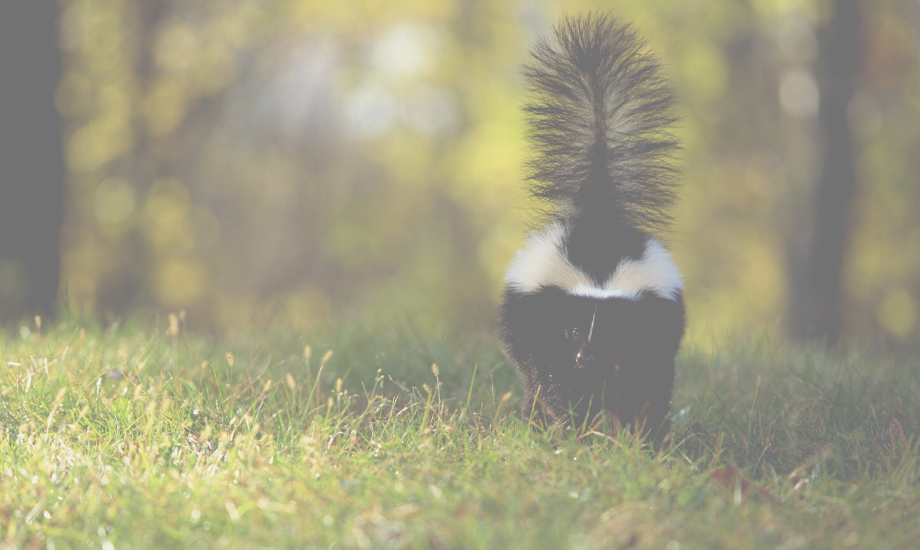 The best DIY skunk shampoo for dogs