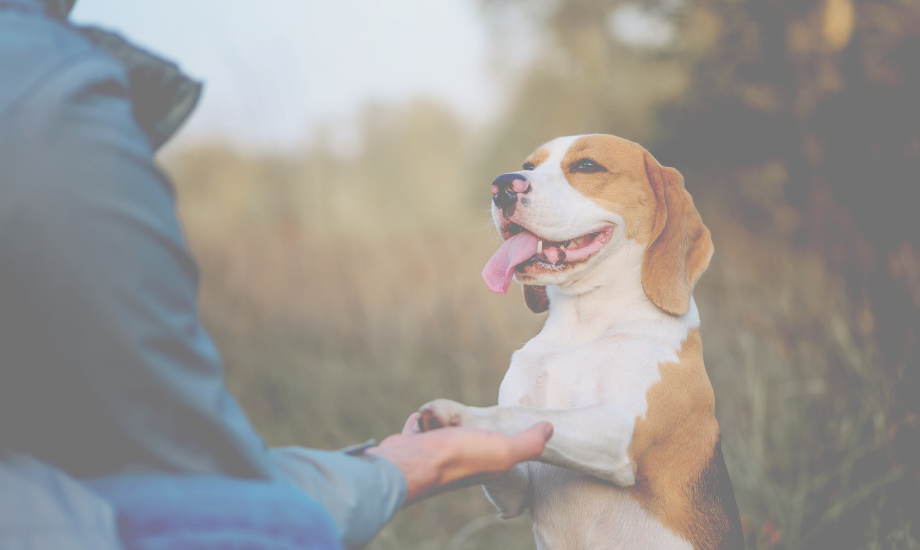 How Consistency in dog care Improves Your Dog's Health