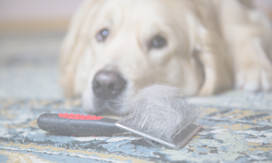 Tips To Reducing Dog Shedding