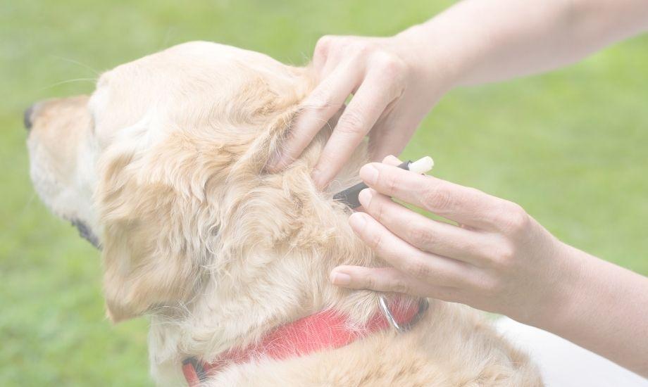 Learn how to tick prevention for dogs and keep them safe