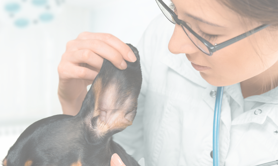 A Vet’s Best Advice for Dog Ear Infections