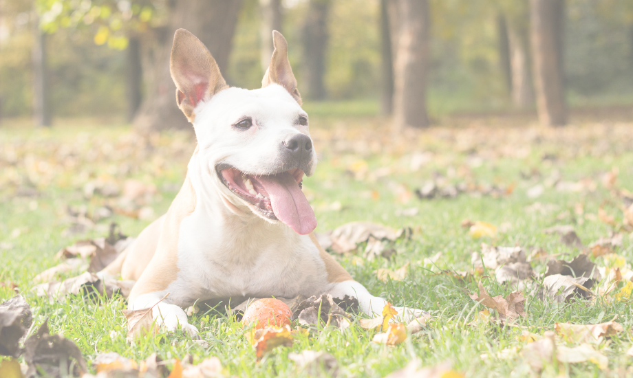 Yummy Fall Dog Treat Recipes: Pumpkin, Sweet Potato & More!