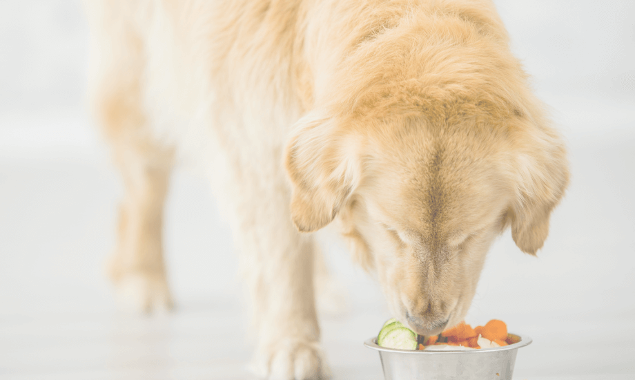 5 Dog Superfoods To Boost Health