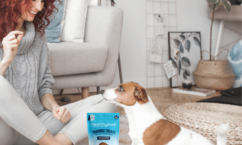 Choosing the Best Dog Training Treats