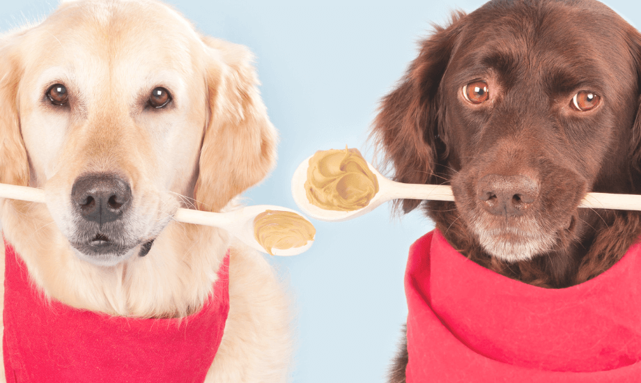 Easy DIY Dog Treats: Peanut Butter Banana Drops