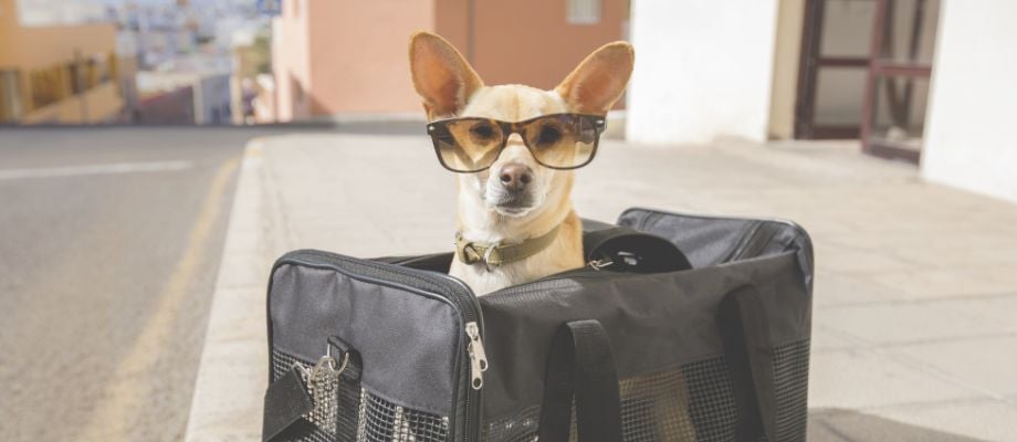 New CDC Dog Import Regulations: Traveling with Pets 2024