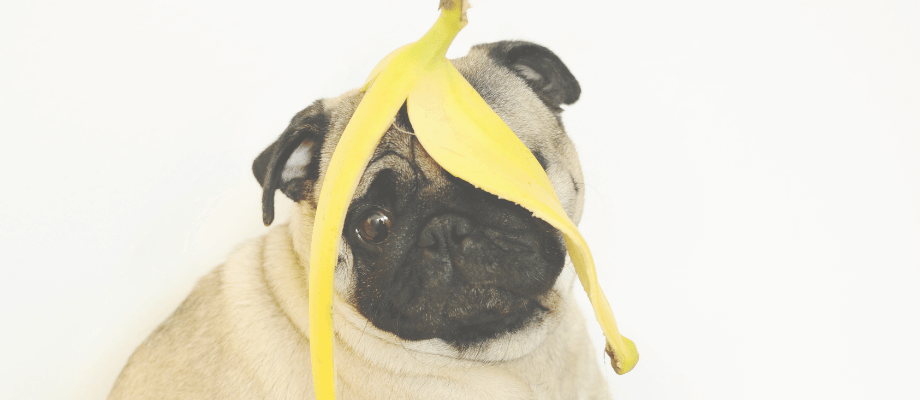 DIY Dog Treats: 3-Ingredient Banana Bliss Bites