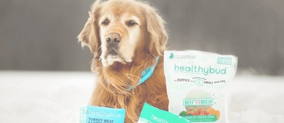 Golden retriever hotsell picky eater