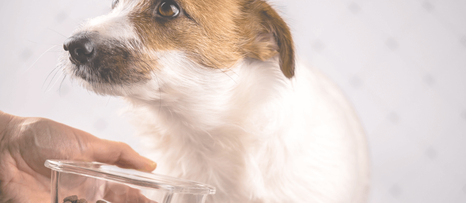 Top 5 ways to get a picky dog to eat healthybud