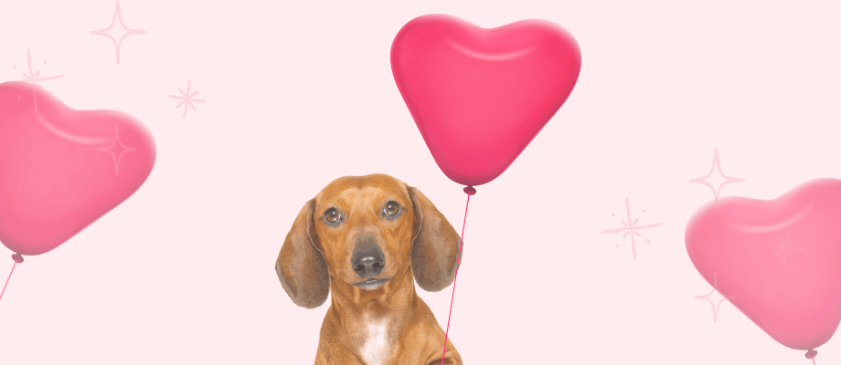 Valentine's Day Dog Treat Recipe: Calming Cod Heart Pops