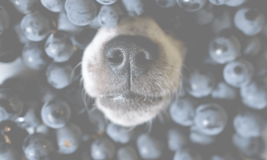 Blueberries for Dogs: The Ultimate Superfood for Pet Health