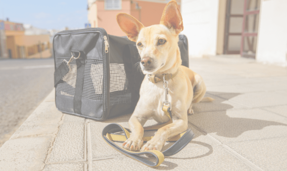 5 tips for stress-free travelling with dogs