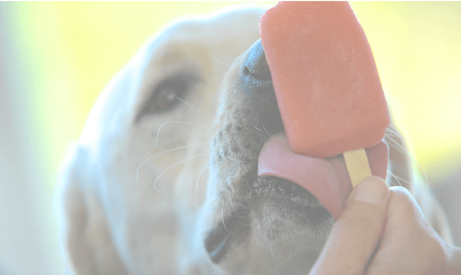 Easy Homemade Dog Popsicles: Healthy Summer Treats