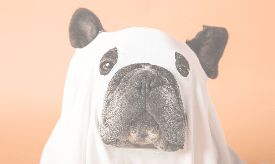 4 Easy DIY Dog Halloween costumes