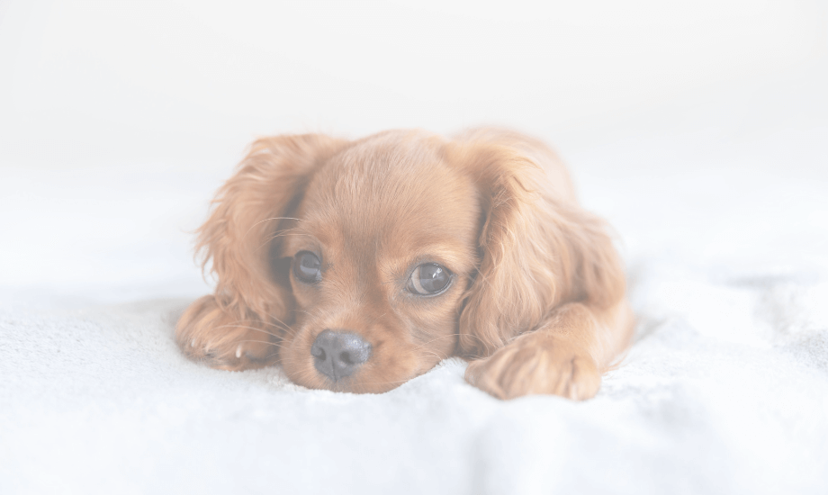 Puppy Adjustment Guide: Master the 3-3-3 Rule for a Pup