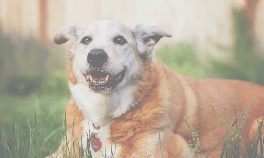 Tips For Senior Dog Care: Keeping Your Older Pup Healthy