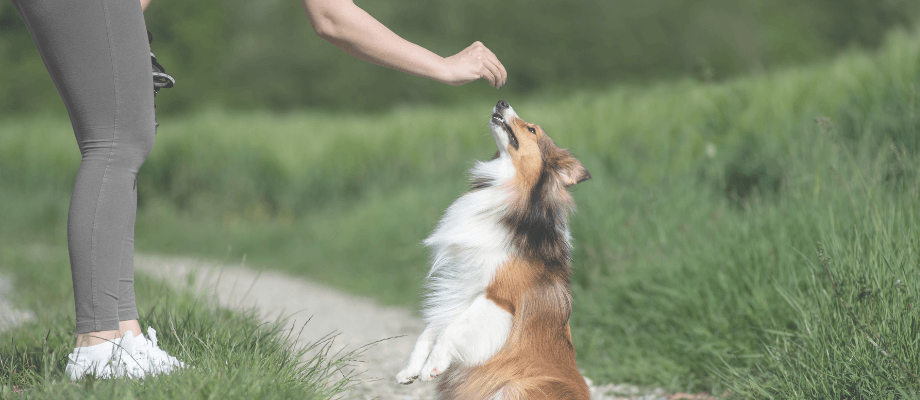 training treats for your dog