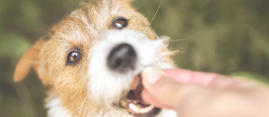 Tips To Boost Your Dog's Gut Health