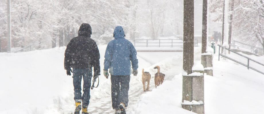 Dog-Safe Ice Melt & Snow Salt 101