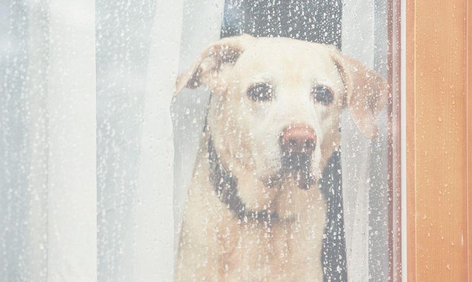 Helping Dogs with Storm and Fireworks Anxiety