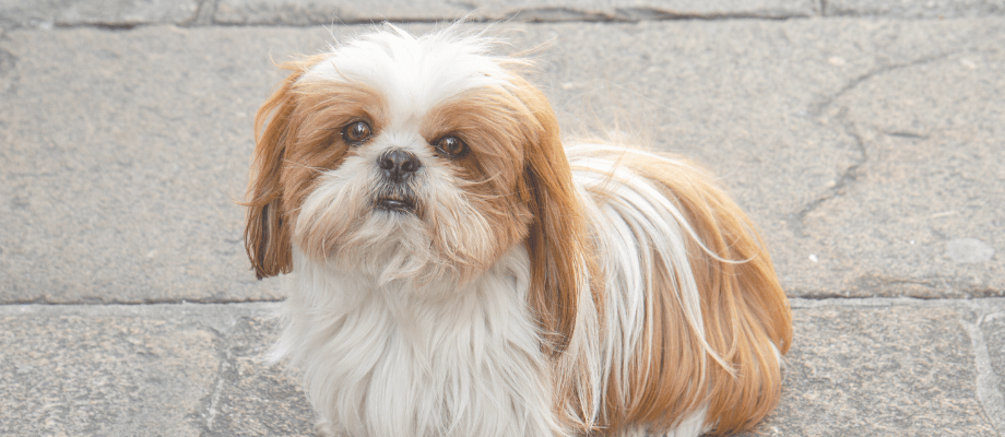 Senior Shih Tzu Care: Nutrition & Wellness Tips | HealthyBud