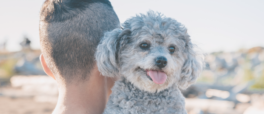 Celebrate Father's Day Dog Activities