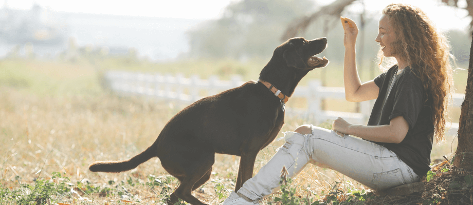 Healthybud's Mini Training Treats for Dogs