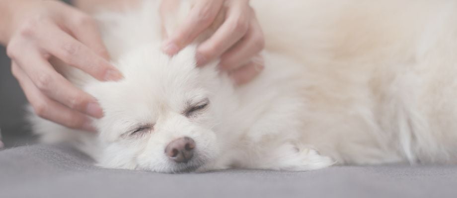 5 Holistic Ways to Pamper Your Dog Naturally