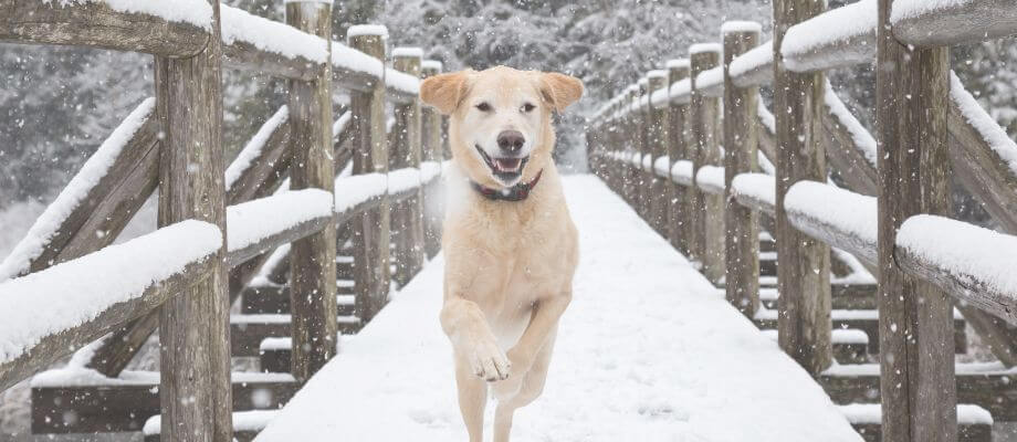 How to train your dog to come when called