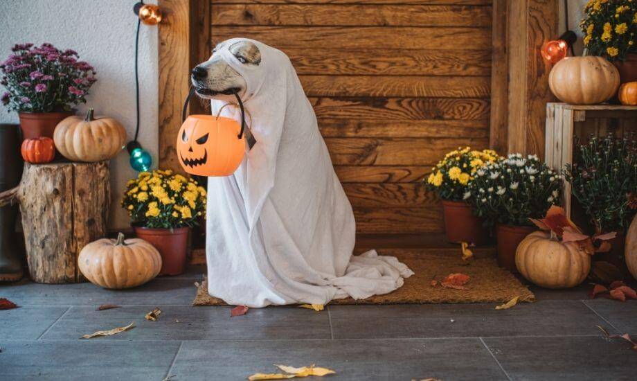 Spooky Fun: Halloween Dog Activities