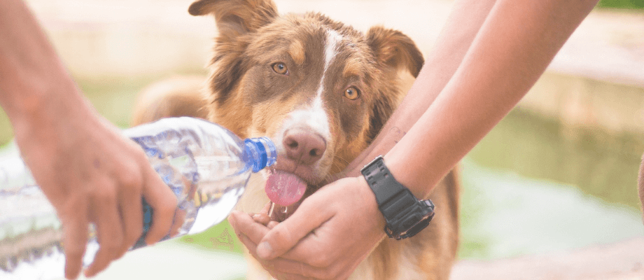 Essential Dog Hydration Tips for Summer Health