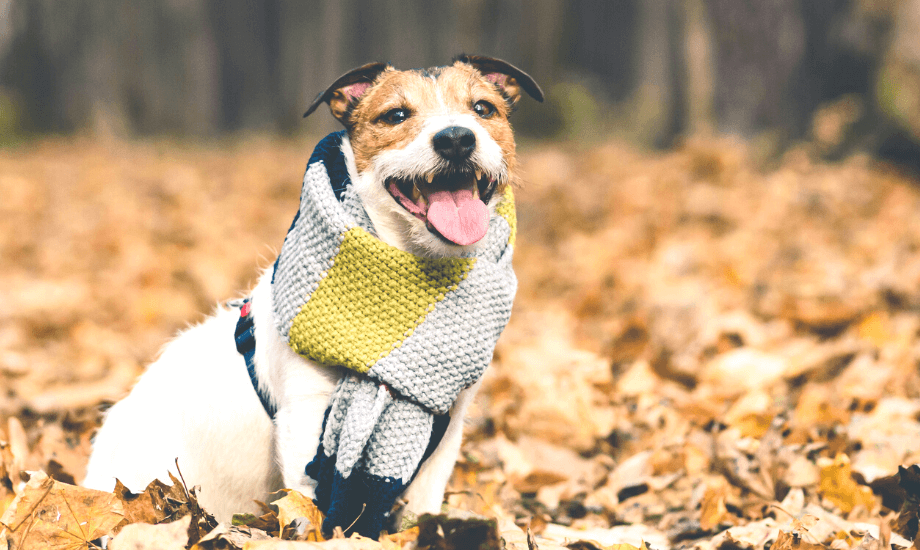 Guide to Winter Dog Safety Tips to Keep Your Dog Safe & Warm