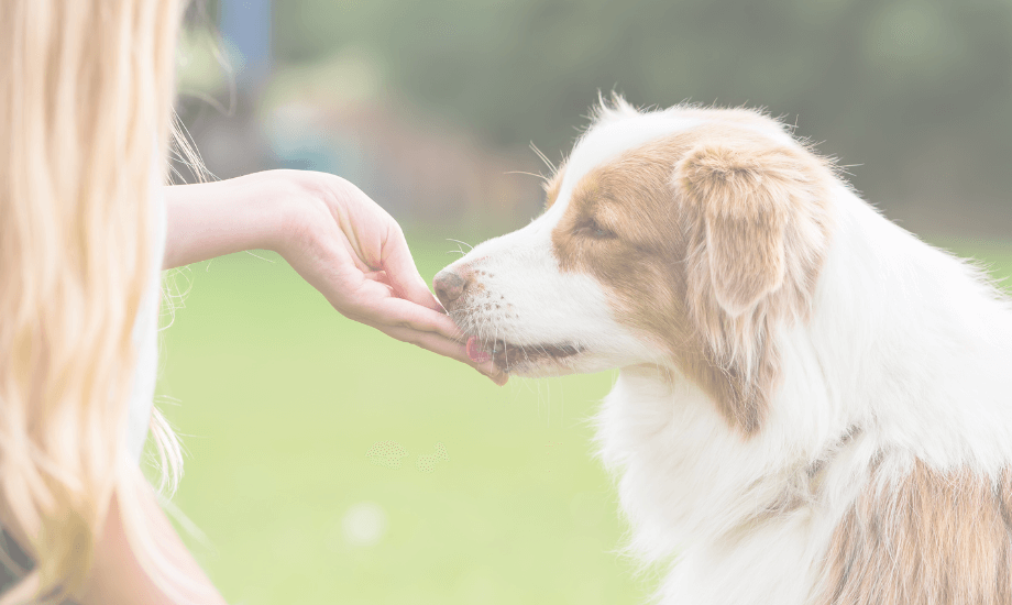 Choosing the Best Training Treats for Dogs: A Guide for Effective Rewards